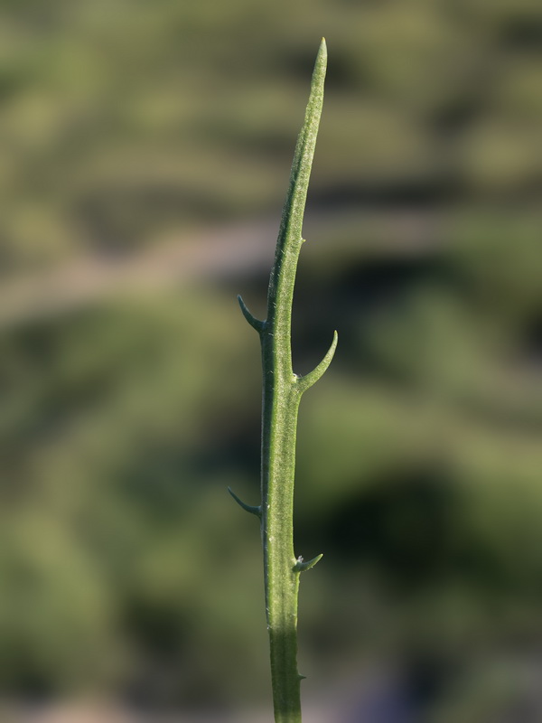 Plantago notata.10