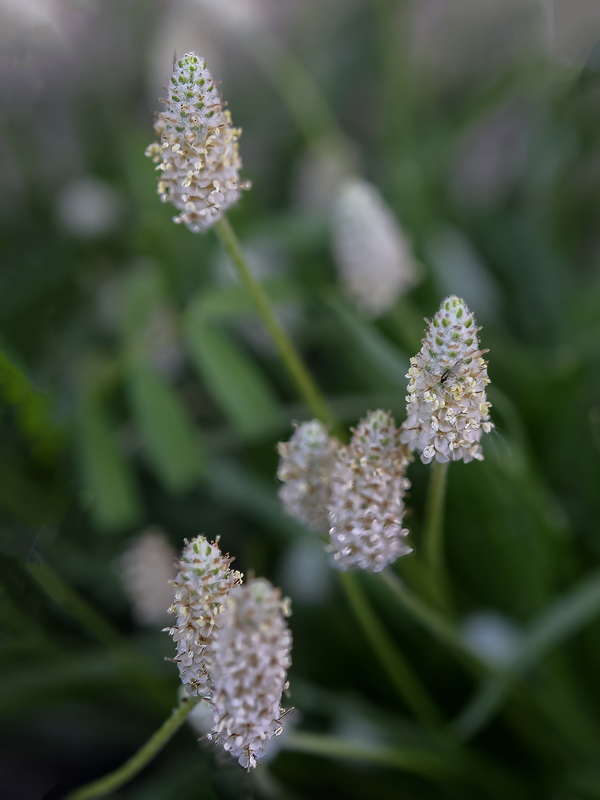 Plantago notata.25