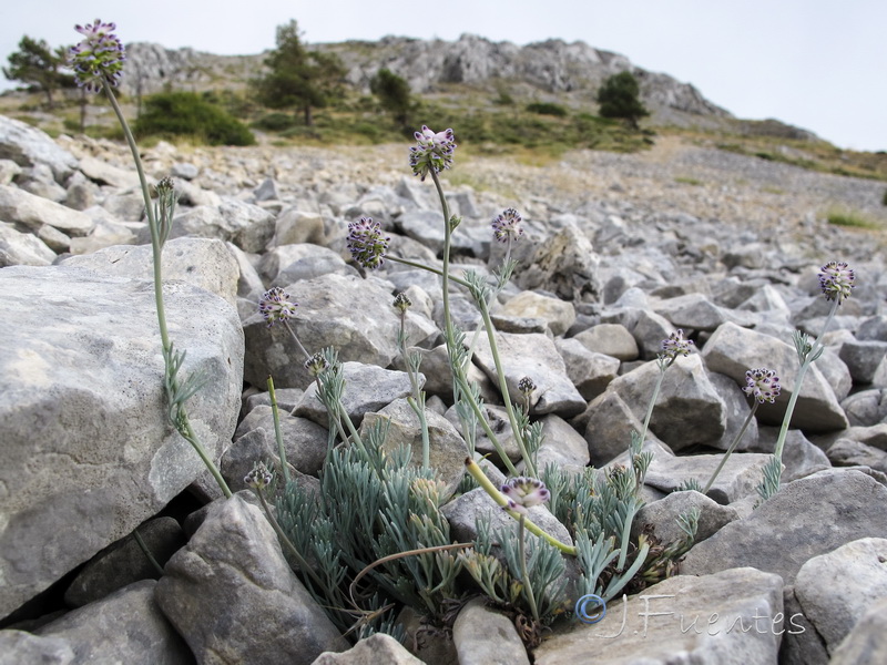 Platycapnos saxicola.05