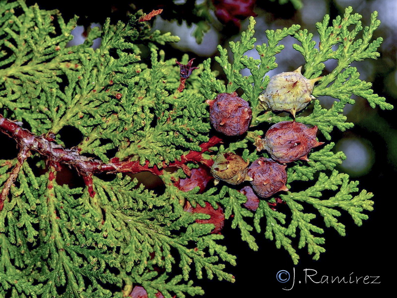 Platycladus orientalis.05