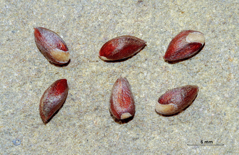 Platycladus orientalis.09