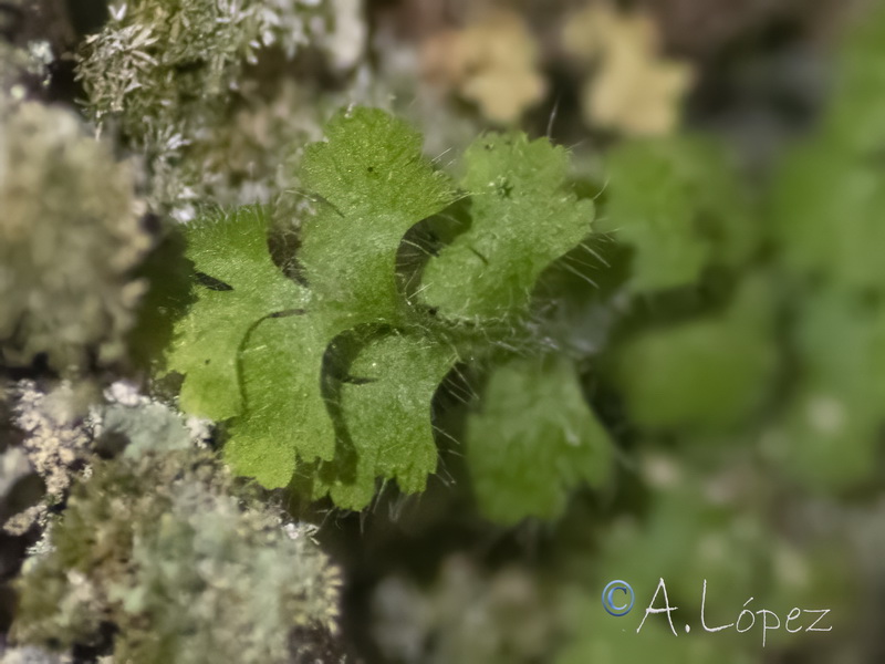 Asplenium hispanicum.03