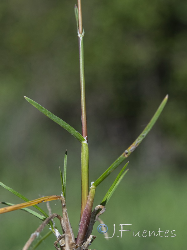 Poa bulbosa.16