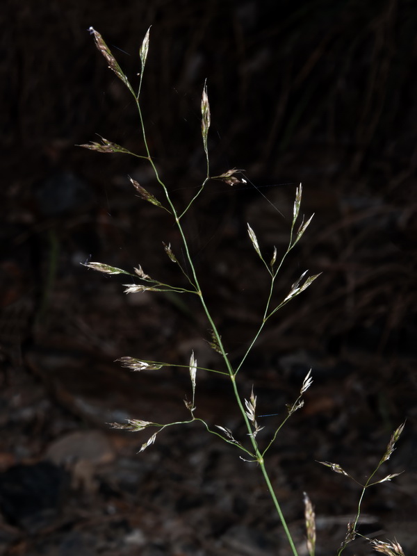 Poa minor nevadensis.06