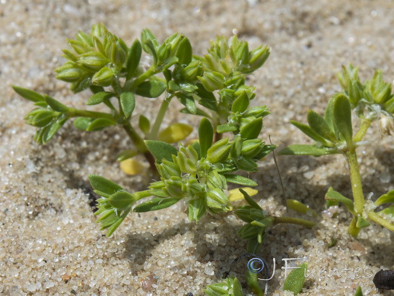 Polycarpon alsinifolium.04