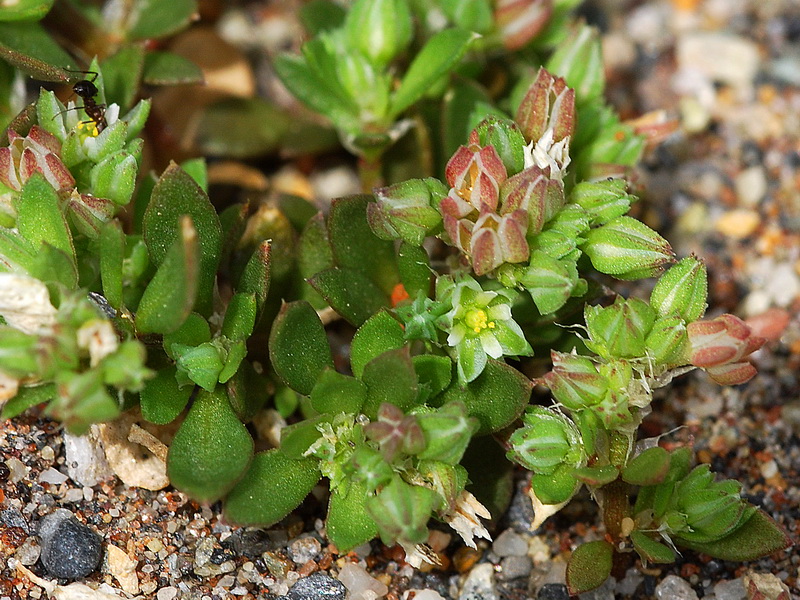 Polycarpon tetraphyllum.03