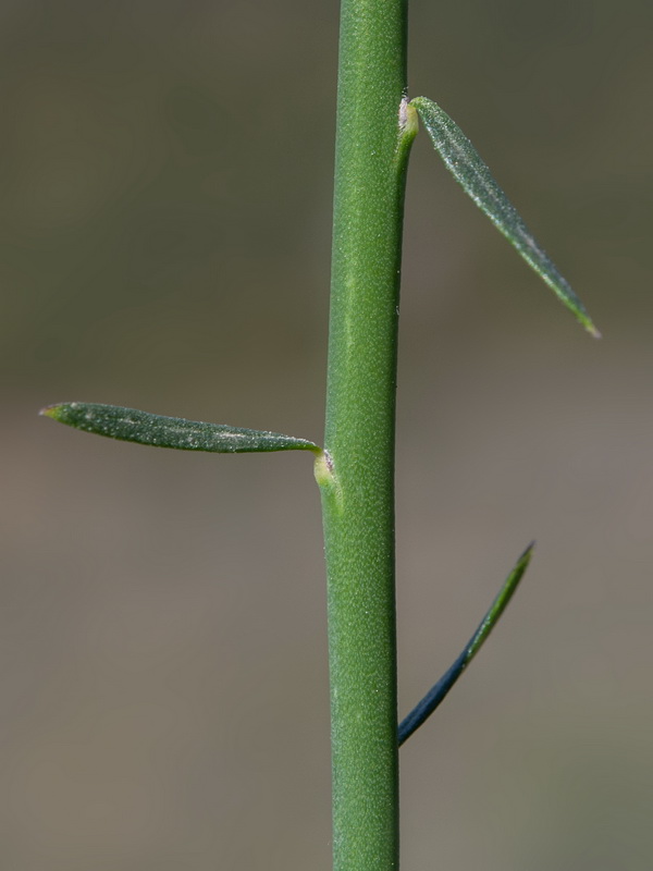 Polygala balansae.31