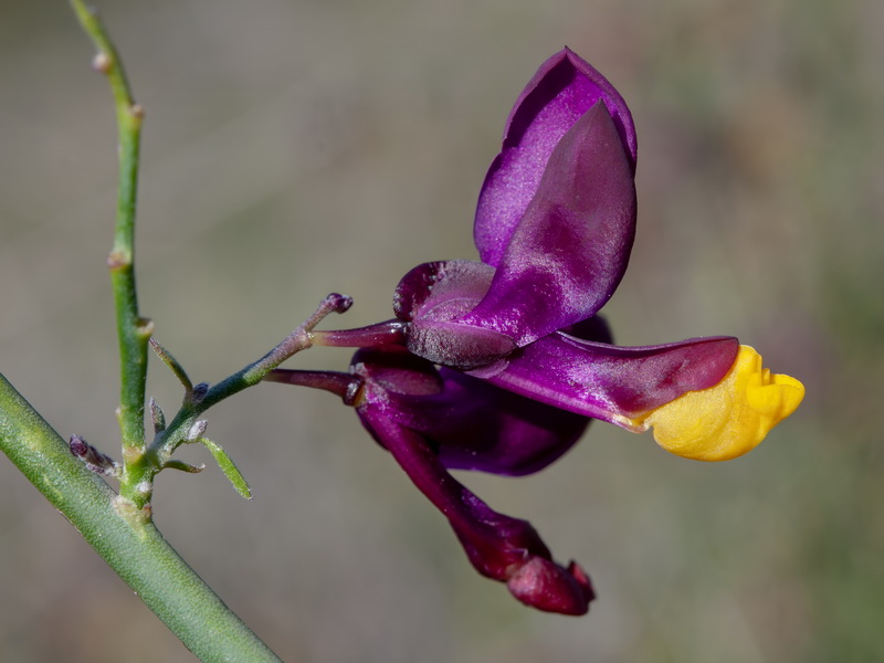 Polygala balansae.12