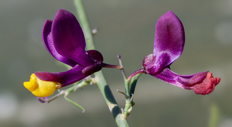 Polygala balansae.14