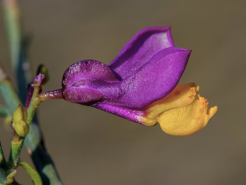 Polygala balansae.41