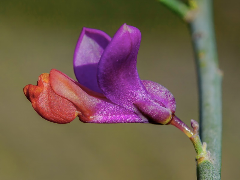 Polygala balansae.42