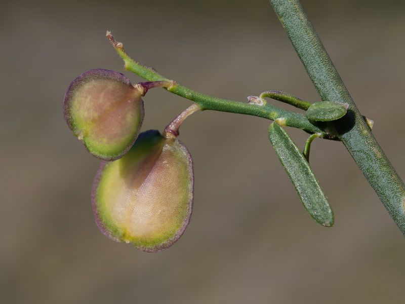 Polygala balansae.46