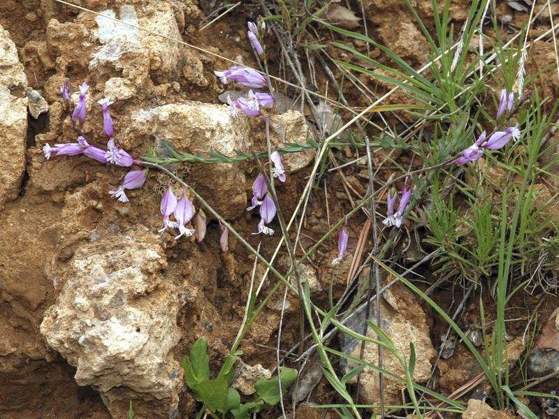 Polygala boissieri.01