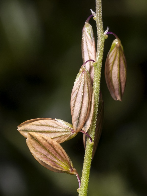 Polygala monspeliaca.06