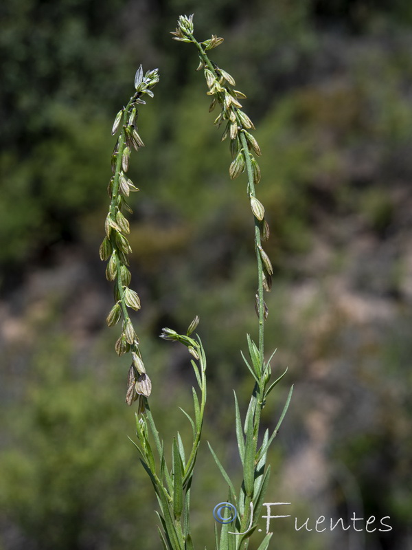 Polygala monspeliaca.12