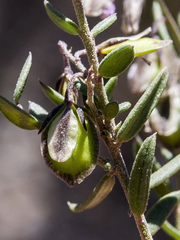 Polygala rupestris.11