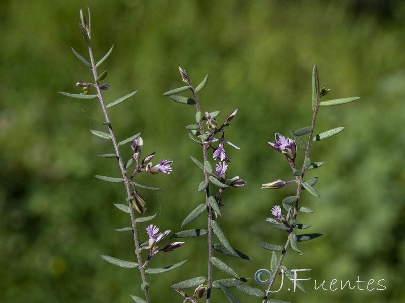 Polygala rupestris.14