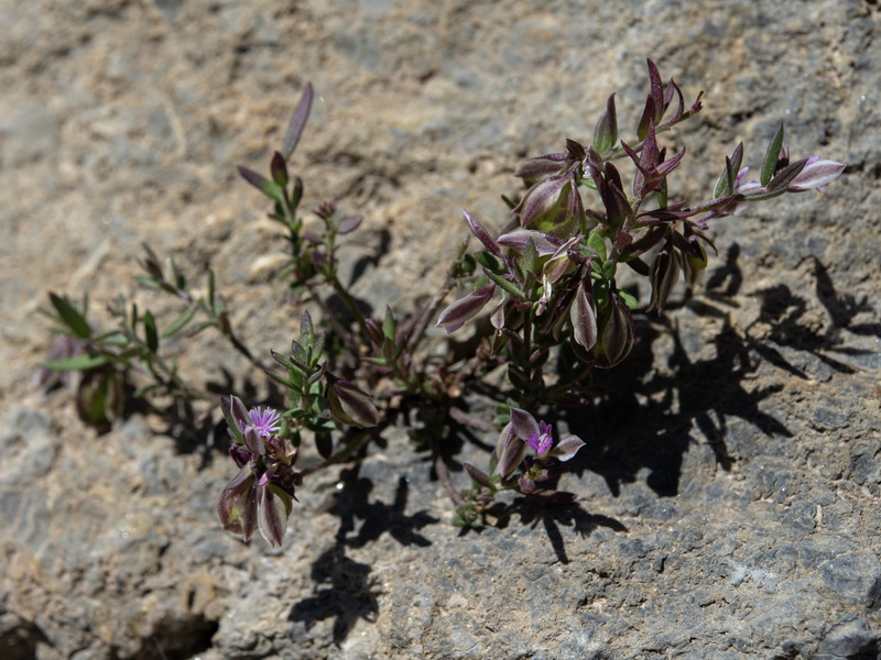 Polygala rupestris.08