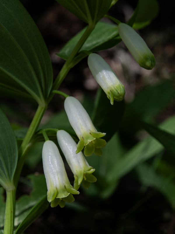 Polygonatum odoratum.20