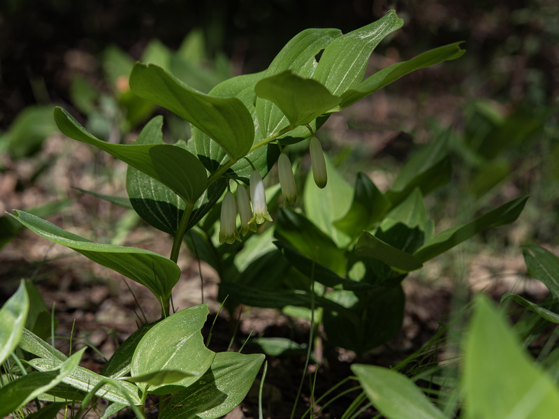 Polygonatum odoratum.18