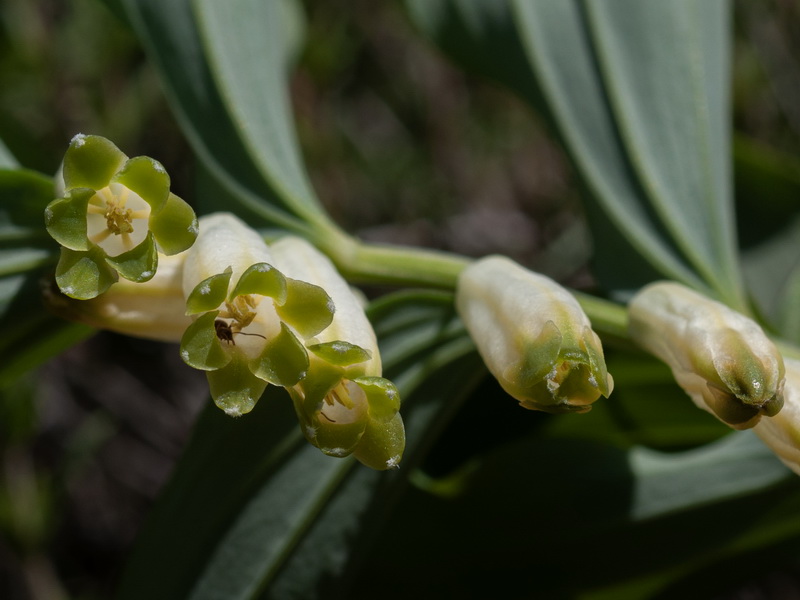 Polygonatum odoratum.12