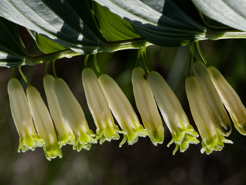 Polygonatum odoratum.25