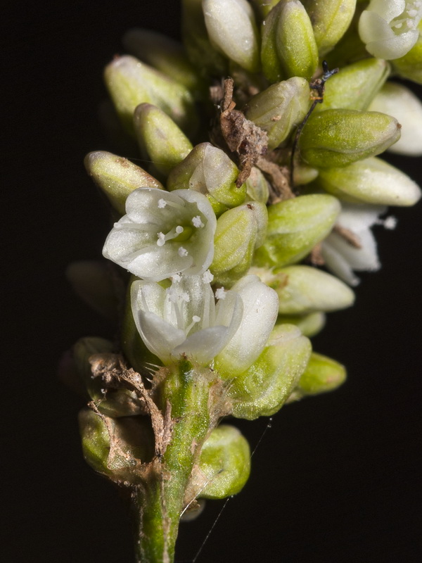 Polygonum persicaria.08