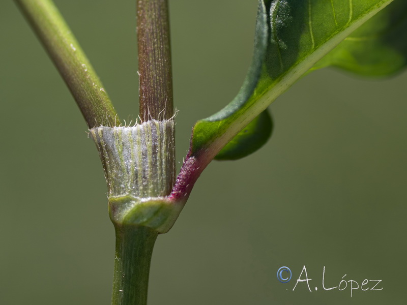 Polygonum persicaria.14