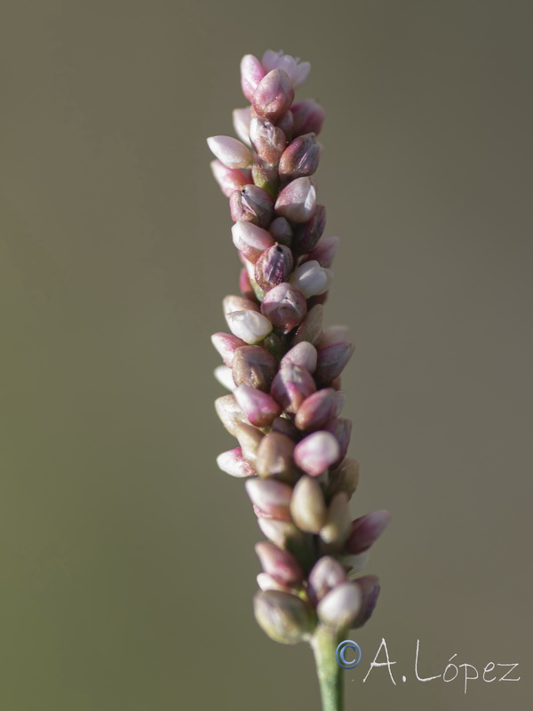 Polygonum persicaria.18