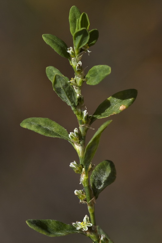 Polygonum rurivagum.04