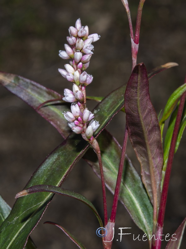 Polygonum salicifolium.02