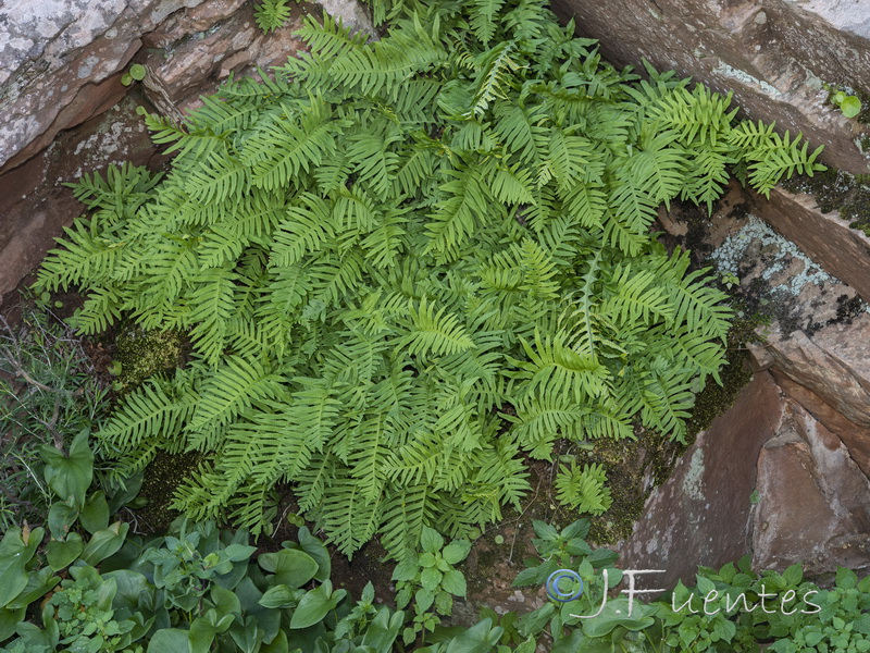 Polypodium cambricum cambricum.02