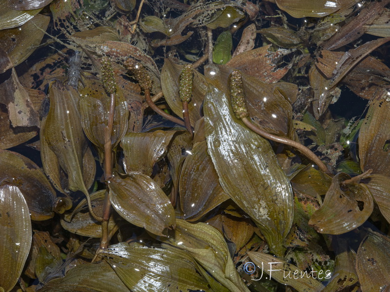 Potamogeton coloratus.04