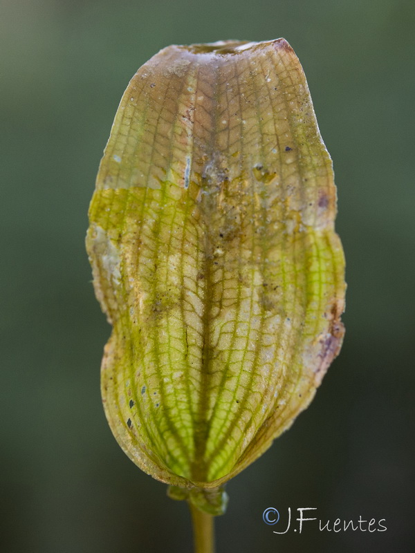 Potamogeton coloratus.07