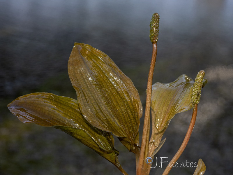 Potamogeton coloratus.15