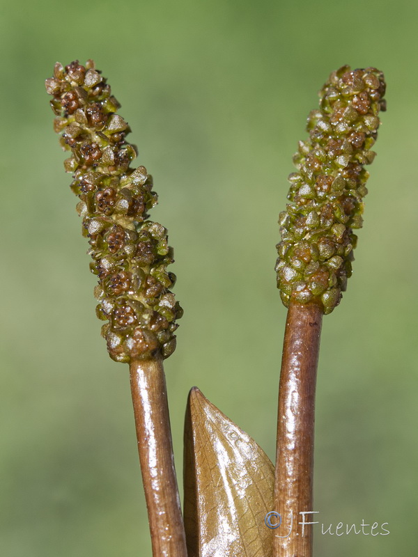 Potamogeton coloratus.17