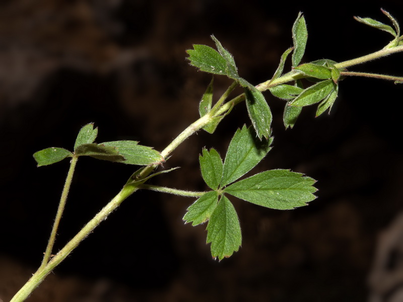 Potentilla caulescens.09