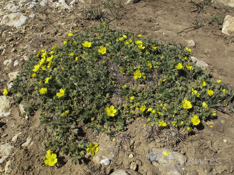 Potentilla neumanniana.01