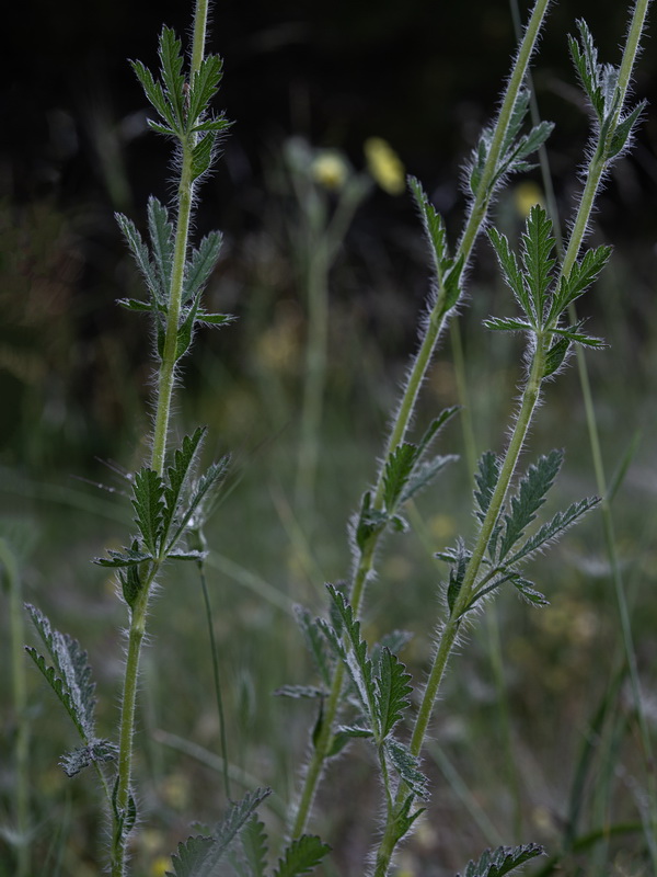 Potentilla recta.19