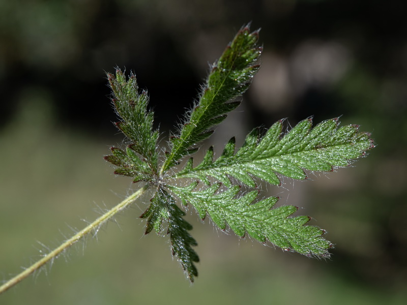 Potentilla recta.21