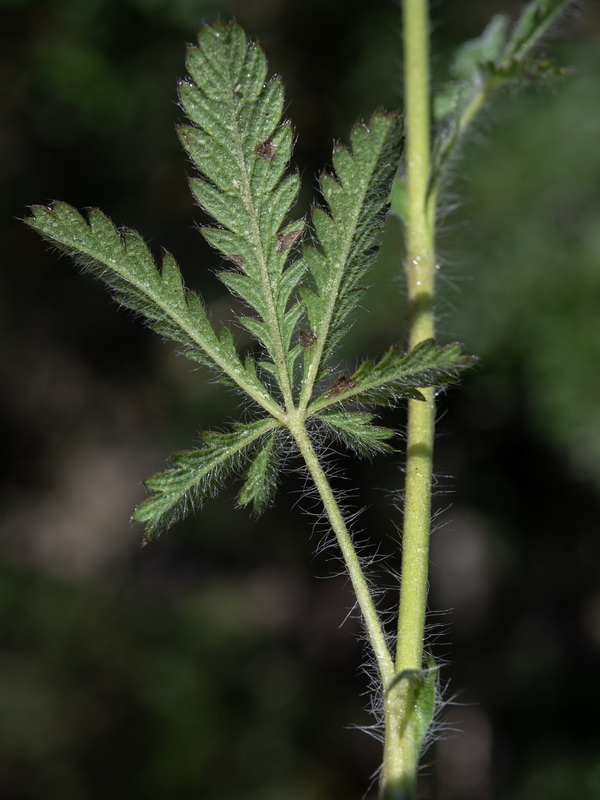 Potentilla recta.24