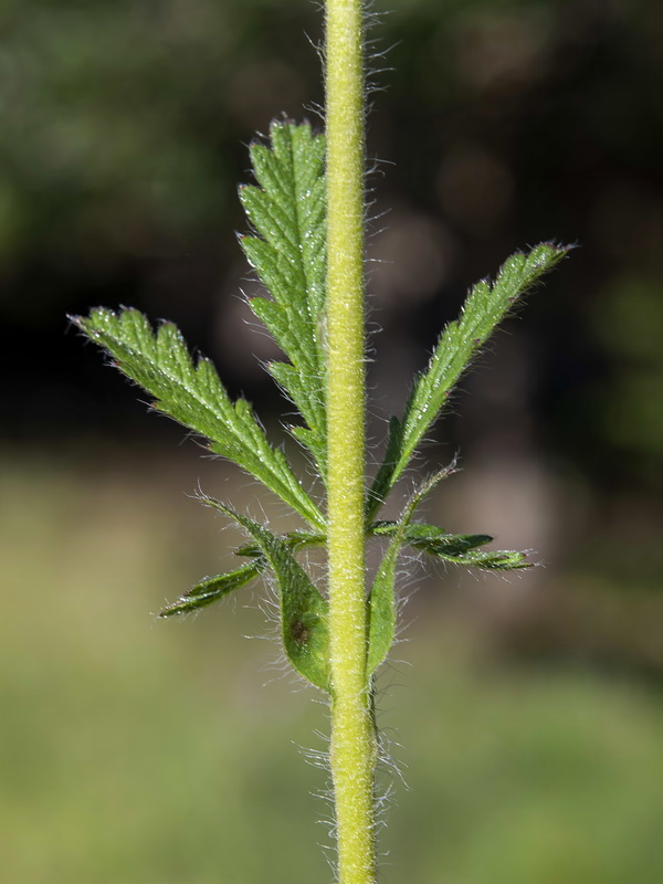 Potentilla recta.25