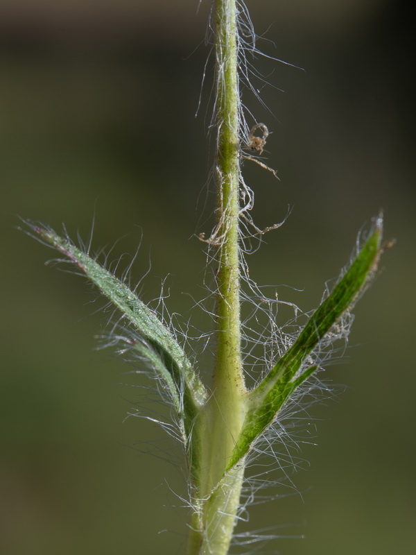 Potentilla recta.27