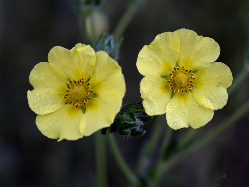 Potentilla recta.09