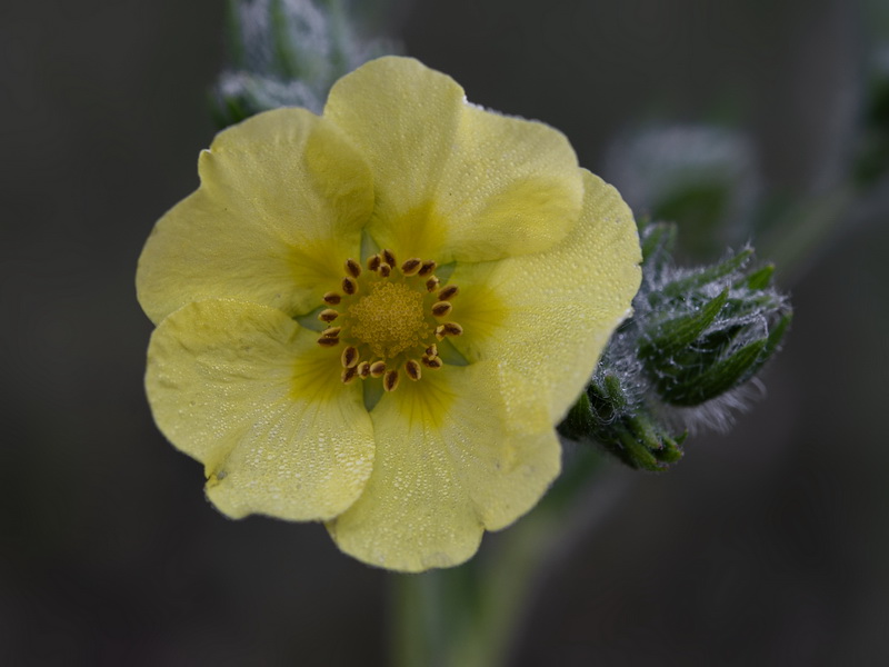 Potentilla recta.08