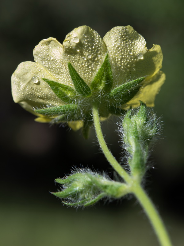 Potentilla recta.37