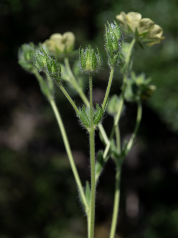 Potentilla recta.42