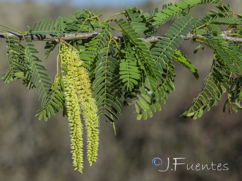 Prosopis juliflora.03