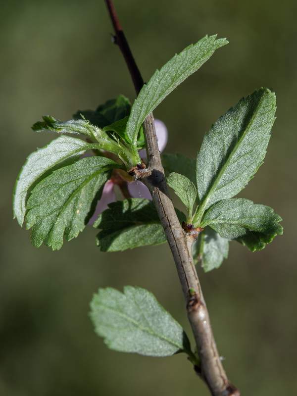 Prunus prostrata.17