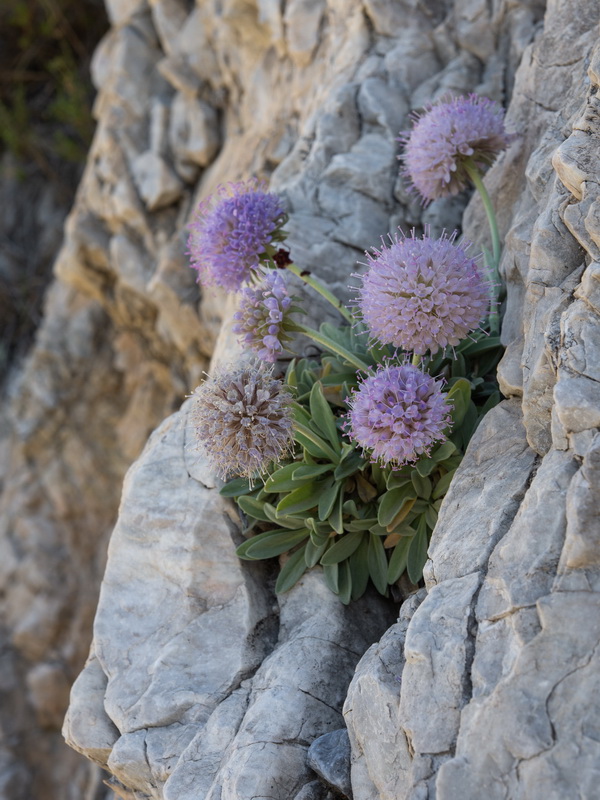 Pseudoscabiosa grosii.03